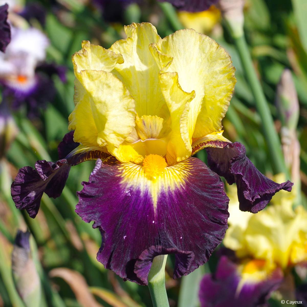 Iris germanica Tel Arlequin - Iris des Jardins Godet de 8/9 cm