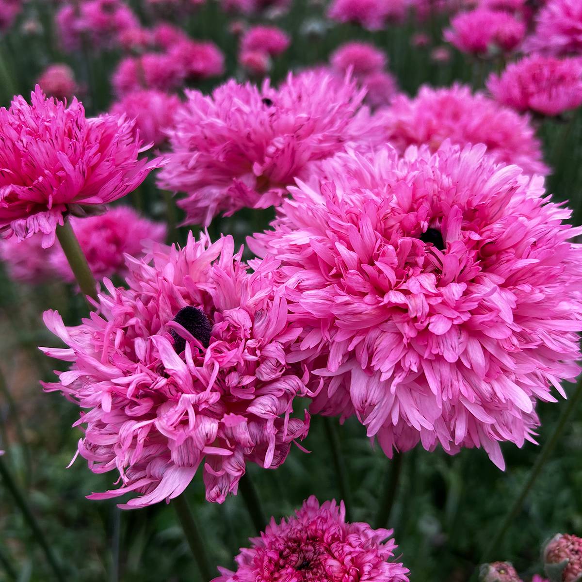 Promesse de Fleurs - Renoncule des fleuristes Poodle Ramlia – Ranunculus asiaticus Bulbe calibre 8+