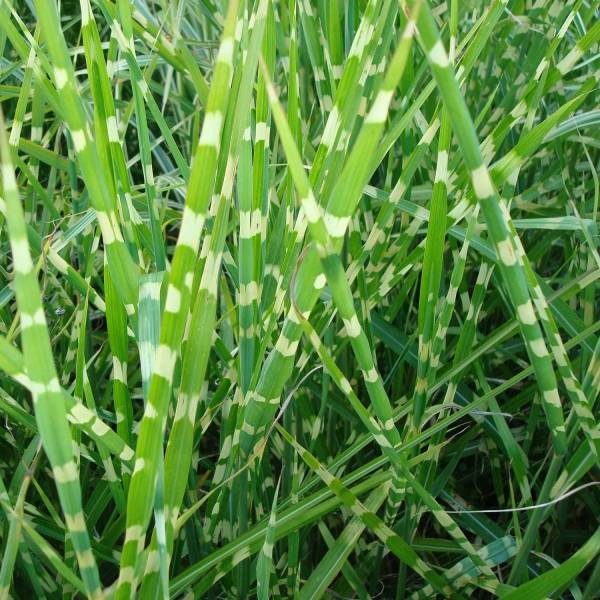 Miscanthus sinensis Zebrinus - Roseau de Chine Godet de 8/9 cm