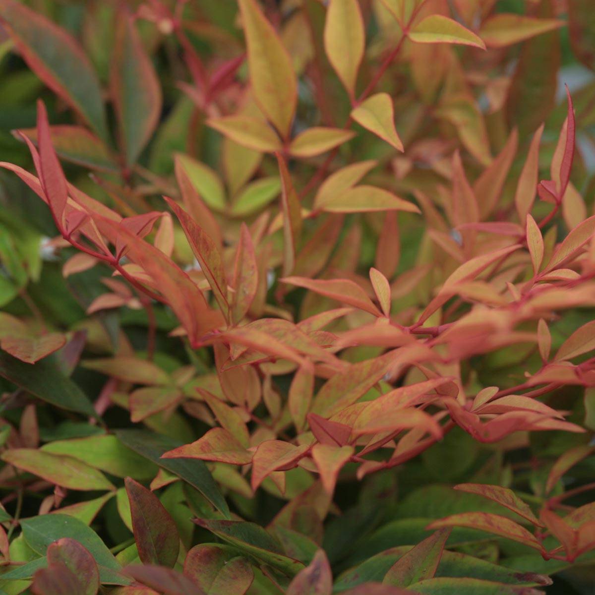 Promesse de Fleurs - Nandina domestica Gulf Stream - Bambou sacré orange cuivre Godet de 8/9 cm