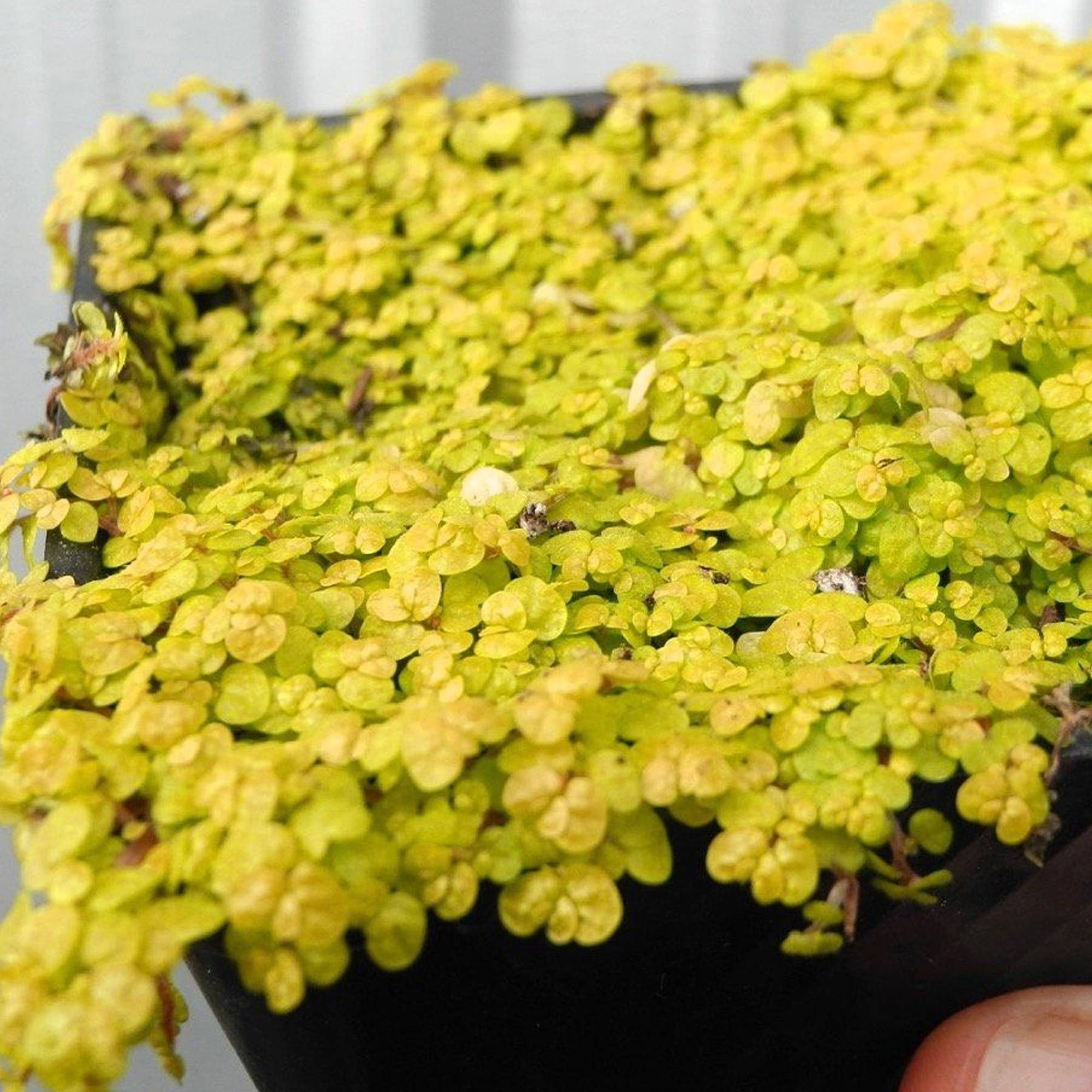 Gardenersdream - Soleirolia Helxine Jaune - Hélixine | Superbe Plante D'Intérieur De 10 À 20 Cm En Pot - GardenersDream - Image 3