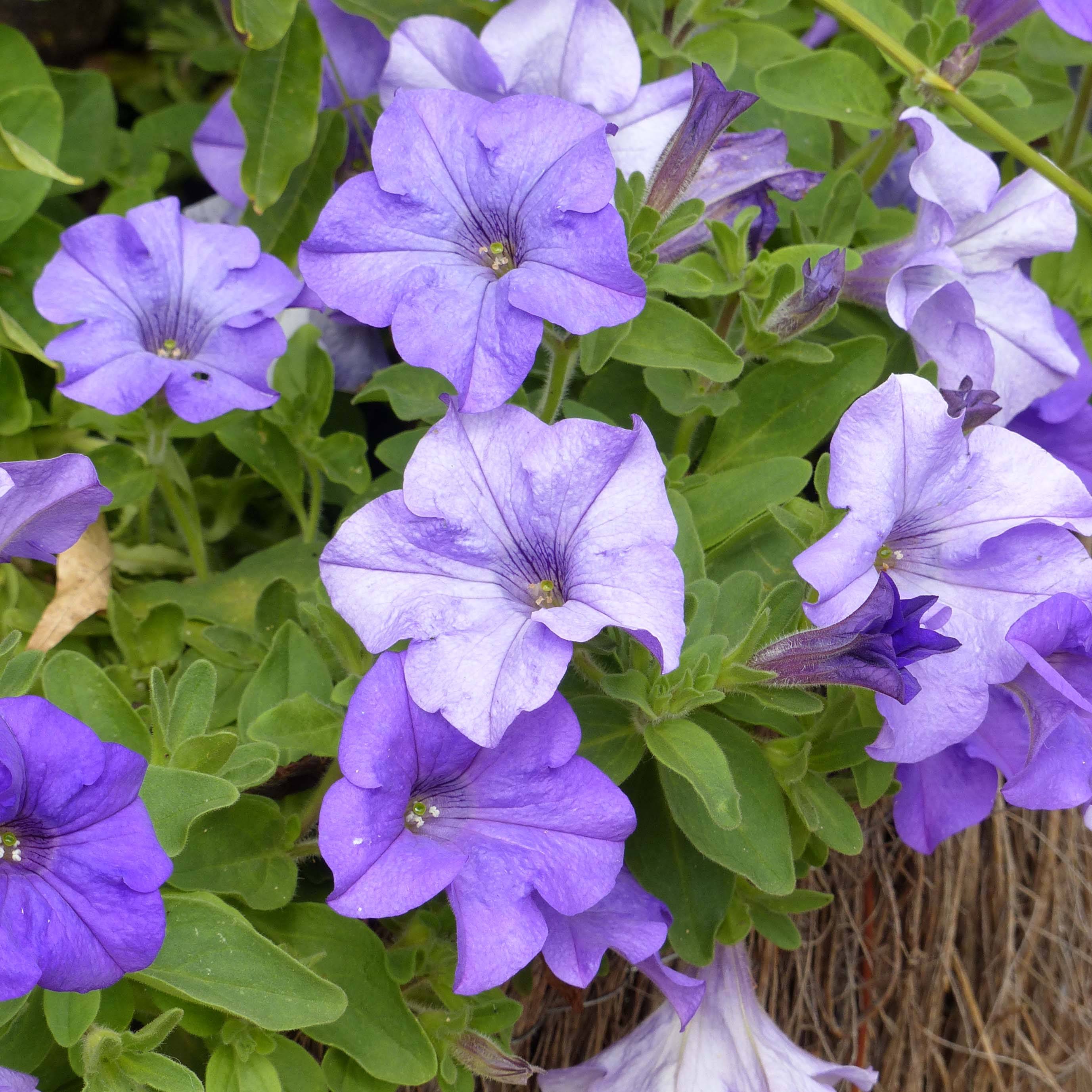 Pétunia Surfinia Heavenly Blue godet de 8/9cm