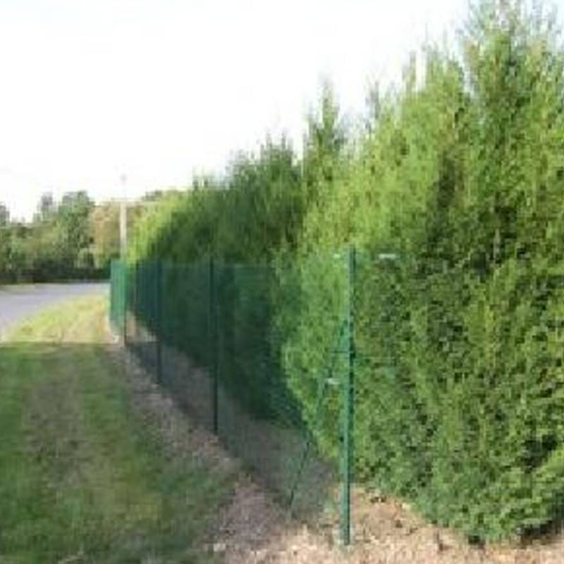 Cyprès de Leyland Blue Jean's, Cupressocyparis leylandii - - Image 4