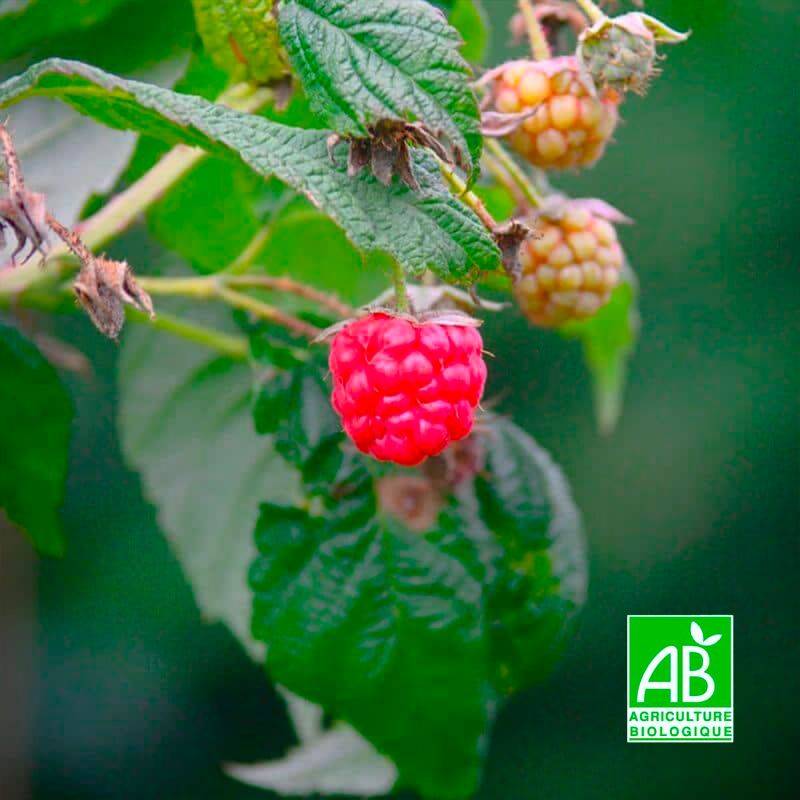 Framboisier 'Meeker' BIO (Rubus idaeus 'Meeker') - Godet 9cm - Pépinières Naudet - Image 1