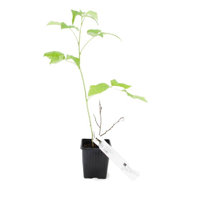 Framboisier 'Meeker' BIO (Rubus idaeus 'Meeker') - Godet 9cm - Pépinières Naudet - Image 2