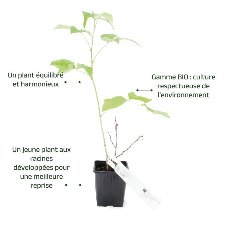 Framboisier 'Meeker' BIO (Rubus idaeus 'Meeker') - Godet 9cm - Pépinières Naudet - Image 3