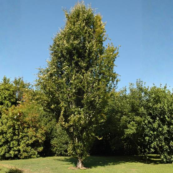 Fagus sylvatica Dawyck - Hêtre fastigié Pot de 4L/5L - Image 1