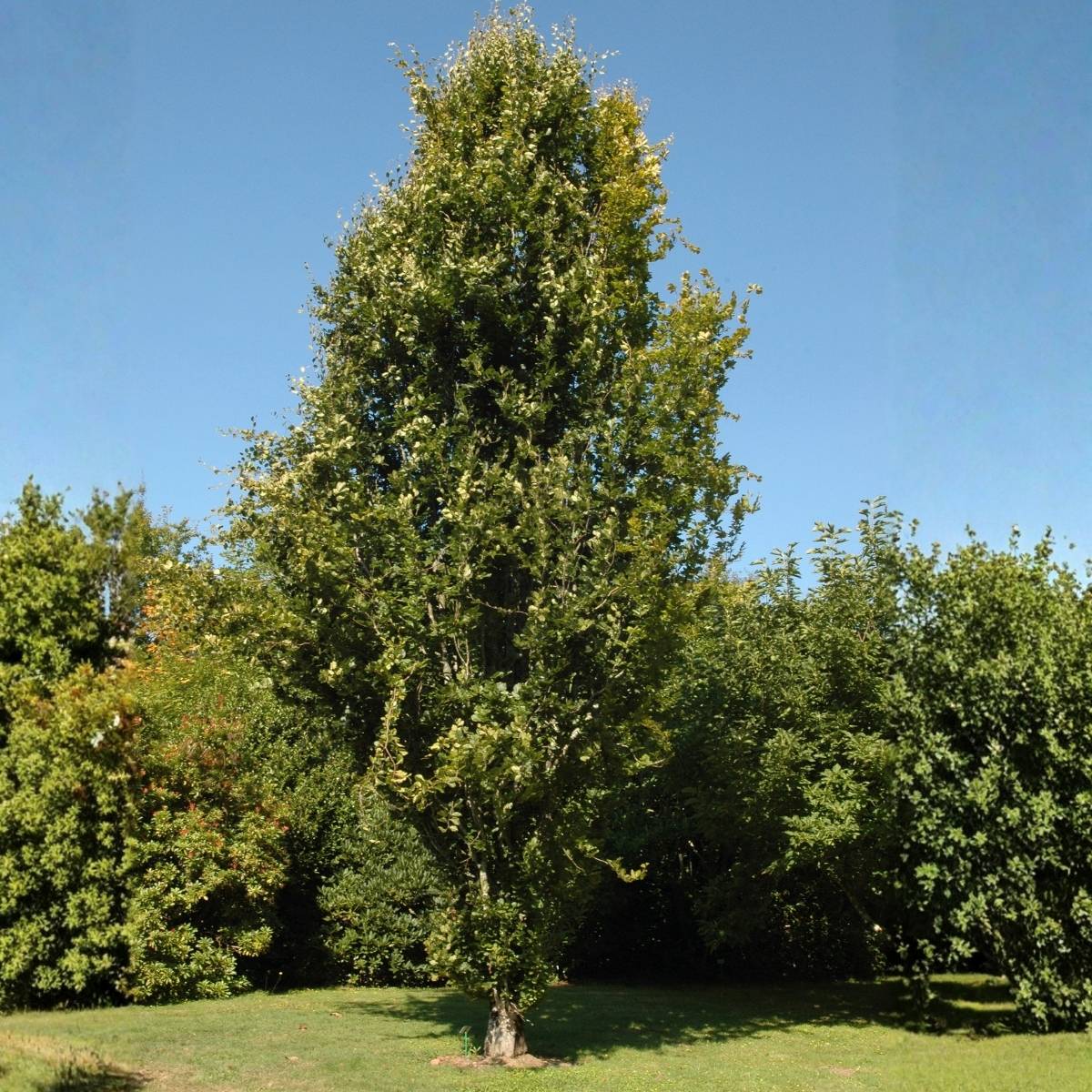 Fagus sylvatica Dawyck - Hêtre fastigié Pot de 4L/5L - Image 1
