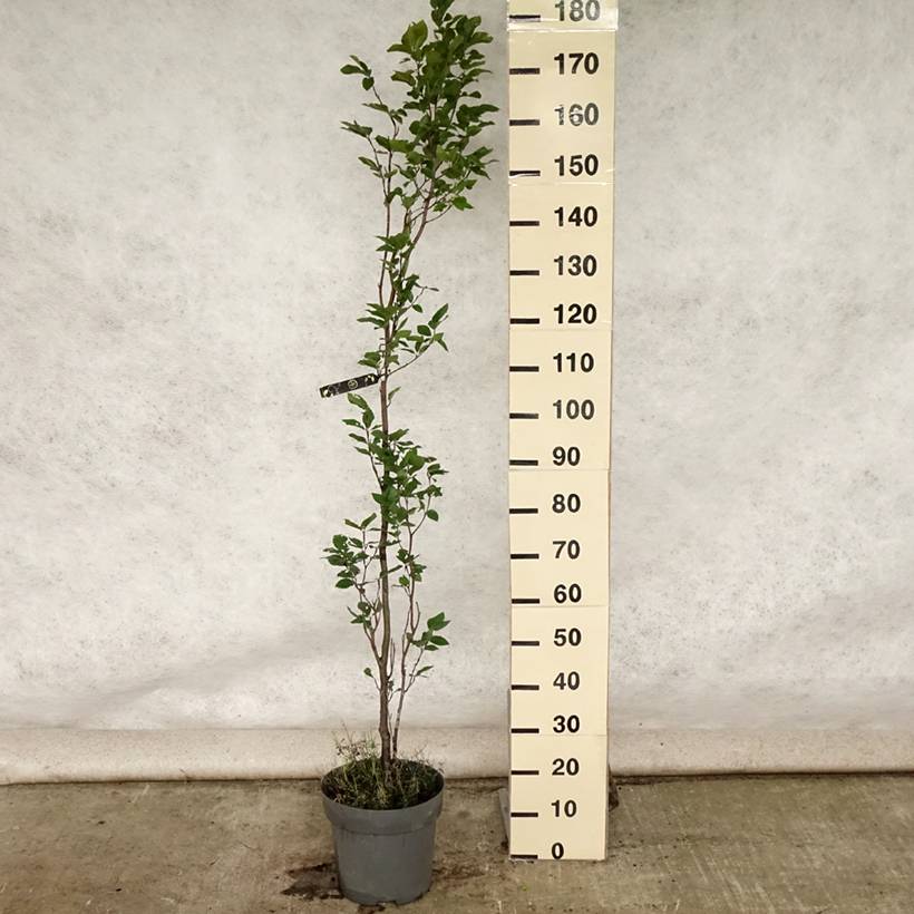 Fagus sylvatica Dawyck - Hêtre fastigié Pot de 4L/5L - Image 2