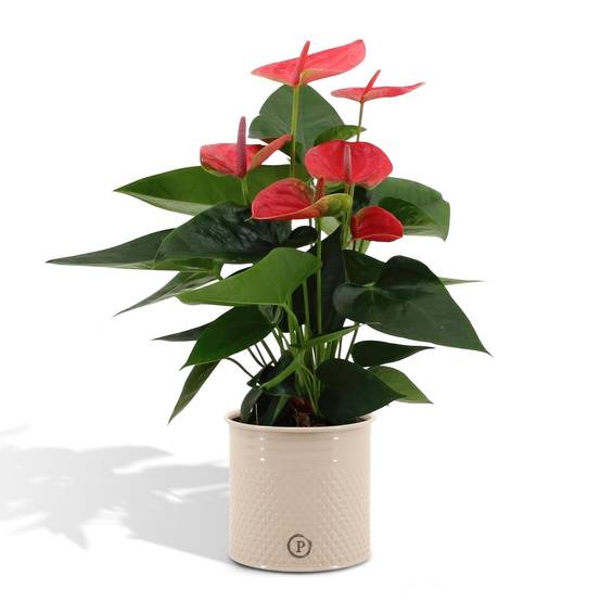 Anthurium andreanum Sweet Dream et son pot- La Green Touch Crème - Hauteur 45cm - Image 1