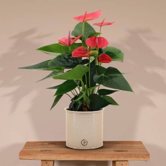 Anthurium andreanum Sweet Dream et son pot- La Green Touch Crème - Hauteur 45cm - Image 2