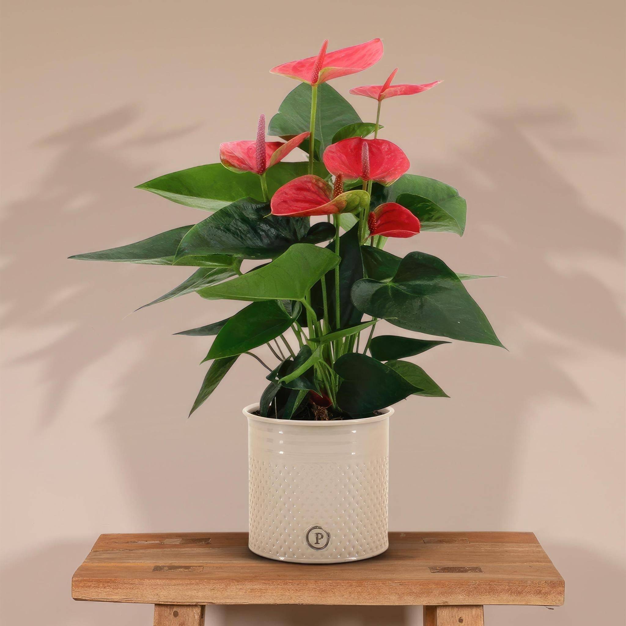 Anthurium andreanum Sweet Dream et son pot- La Green Touch Crème - Hauteur 45cm - Image 2