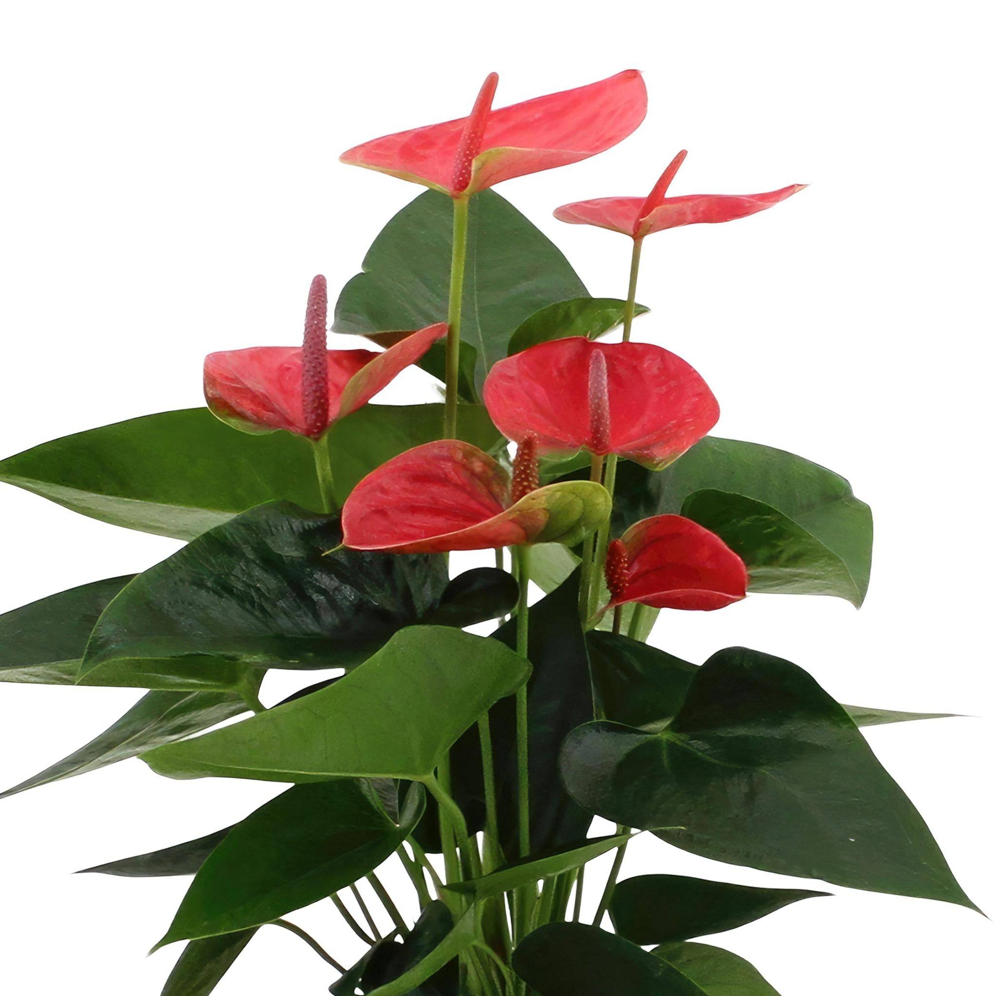 Anthurium andreanum Sweet Dream et son pot- La Green Touch Crème - Hauteur 45cm - Image 3