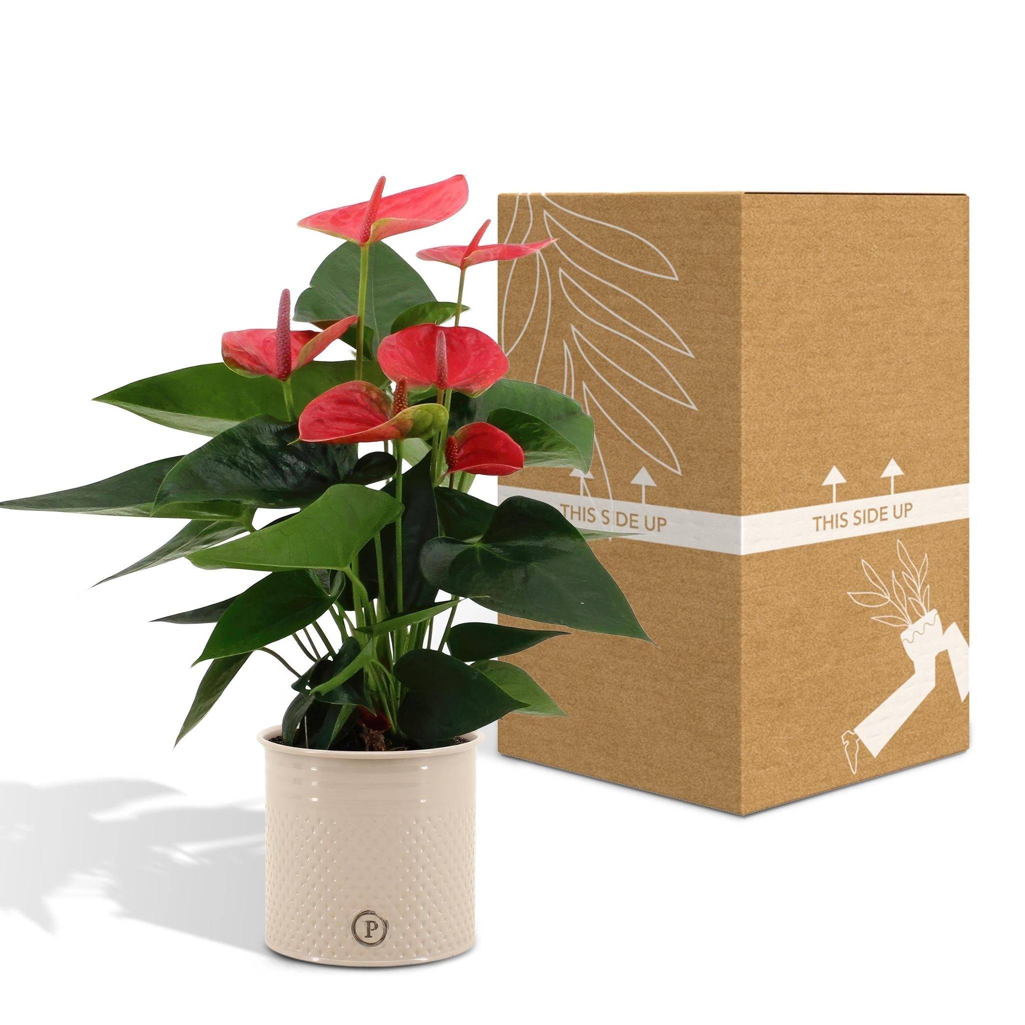 Anthurium andreanum Sweet Dream et son pot- La Green Touch Crème - Hauteur 45cm - Image 5