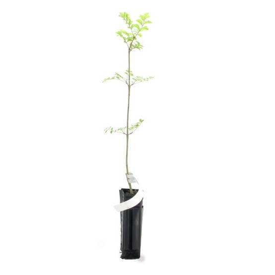 Frêne à feuilles étroites (Fraxinus excelsior) - Godet - Taille 20/40cm - Pépinières Naudet - Image 3