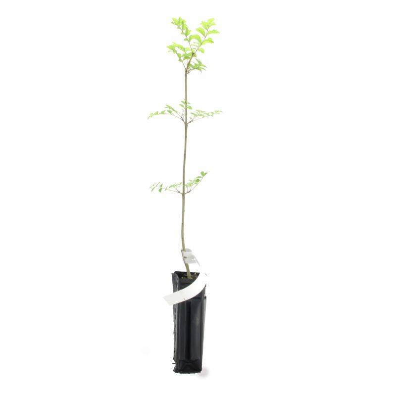 Frêne à feuilles étroites (Fraxinus excelsior) - Godet - Taille 20/40cm - Pépinières Naudet - Image 3