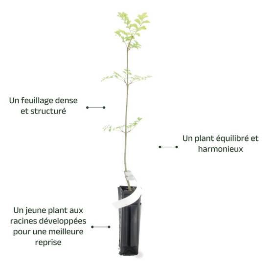 Frêne à feuilles étroites (Fraxinus excelsior) - Godet - Taille 20/40cm - Pépinières Naudet - Image 4