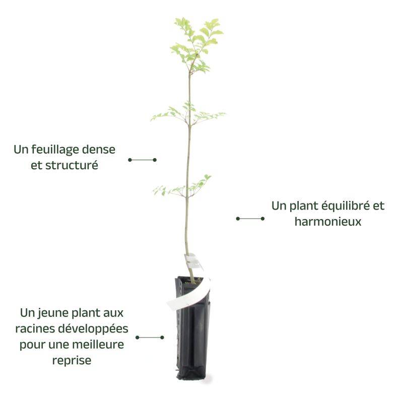 Frêne à feuilles étroites (Fraxinus excelsior) - Godet - Taille 20/40cm - Pépinières Naudet - Image 4