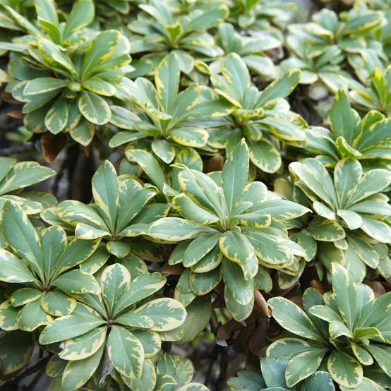 Promesse de Fleurs - Pittosporum tobira nana Neige du mont Ventoux Godet de 8/9 cm