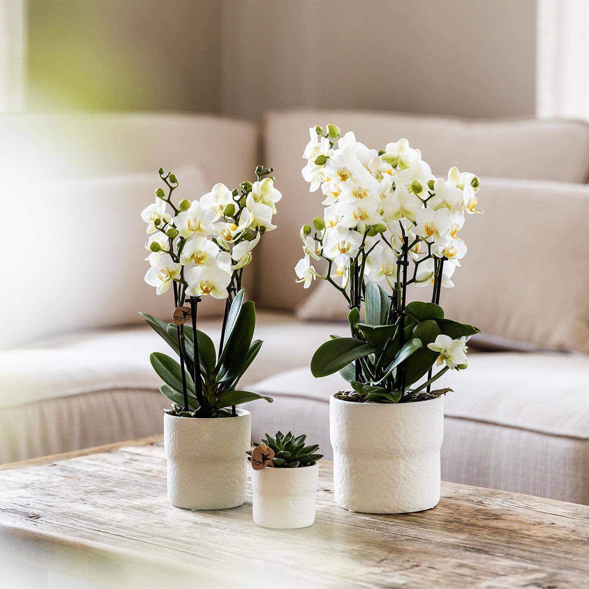 Orchidée Phalaenopsis Blanche - D12 H40cm - Image 4