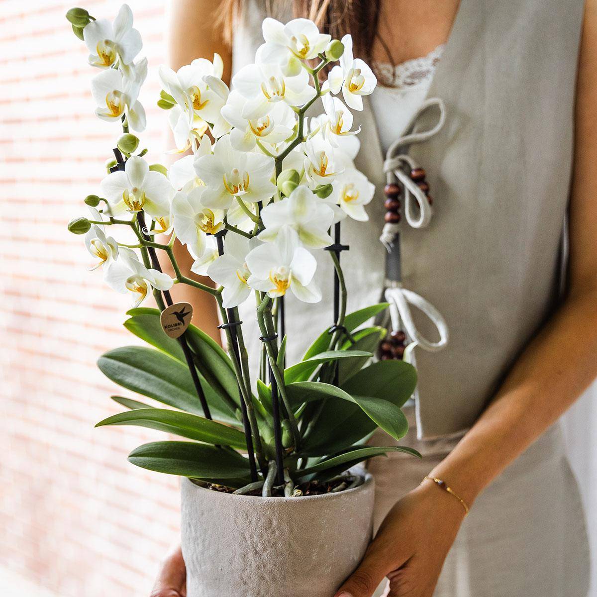 Orchidée Phalaenopsis Blanche - D12 H40cm - Image 3