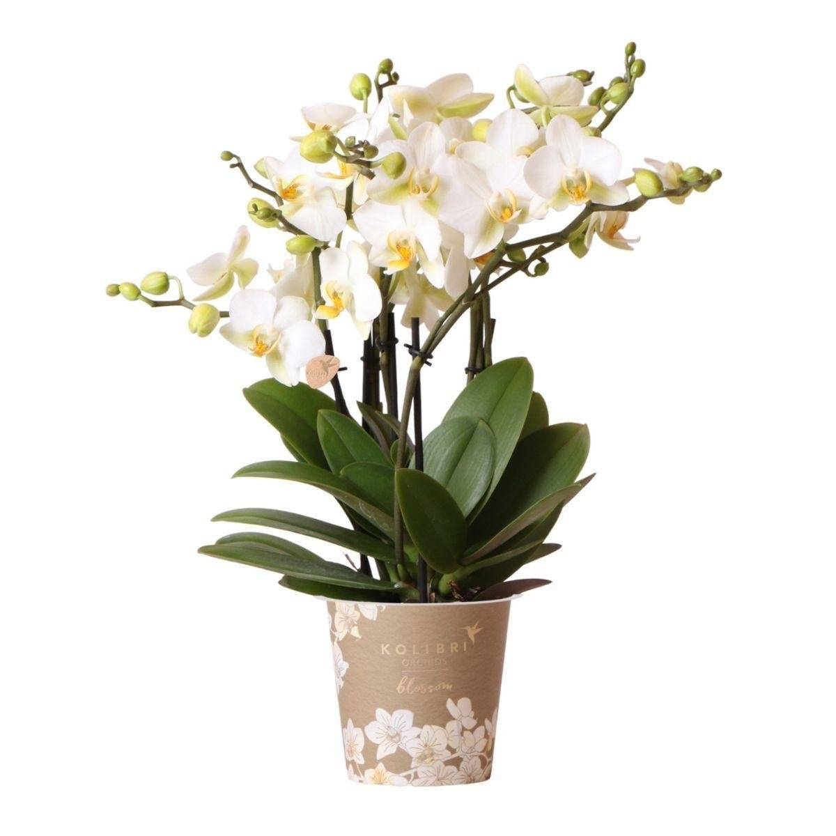 Orchidée Phalaenopsis Blanche - D12 H40cm - Image 1