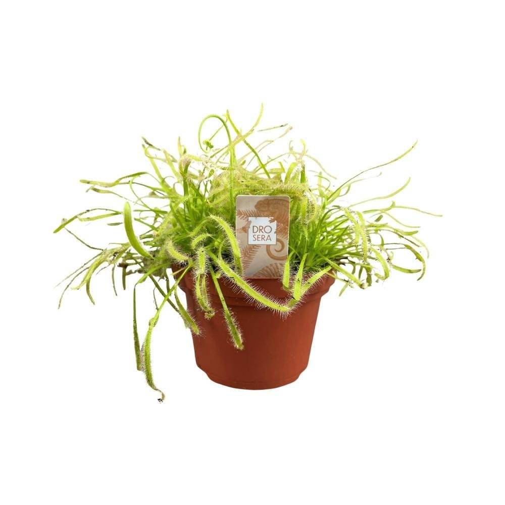 Drosera Capensis 17cm - Plante d'intérieur- La Green Touch - Image 3