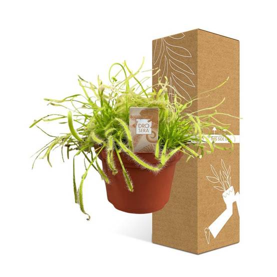 Drosera Capensis 17cm - Plante d'intérieur- La Green Touch - Image 5