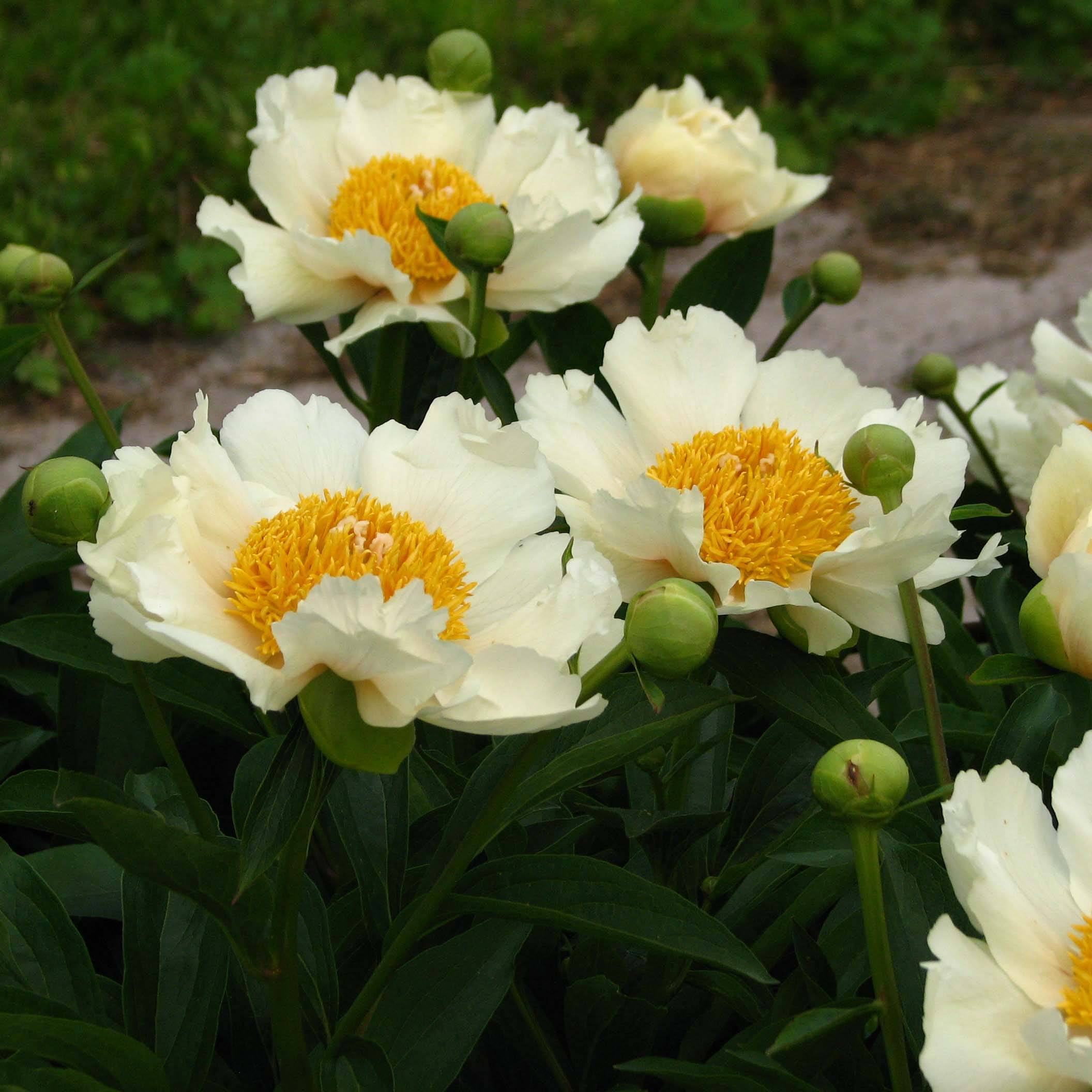 Promesse de Fleurs - Pivoine Claire de Lune Pot de 3L/4L