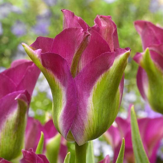 Promesse de Fleurs - Tulipe viridiflora Green Love Bulbe calibre 11+ (par 10)