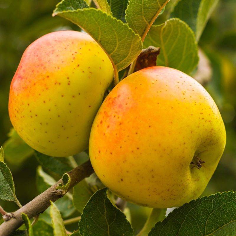 Pommier 'Reinette Clochard' (Malus domestica 'Reinette Clochard') - Scion de 100cm - Pépinières Naudet - Image 1