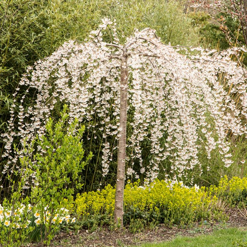 Cerisier à fleurs pleureur - Prunus yedoensis Ivensii Pot de 4L/5L