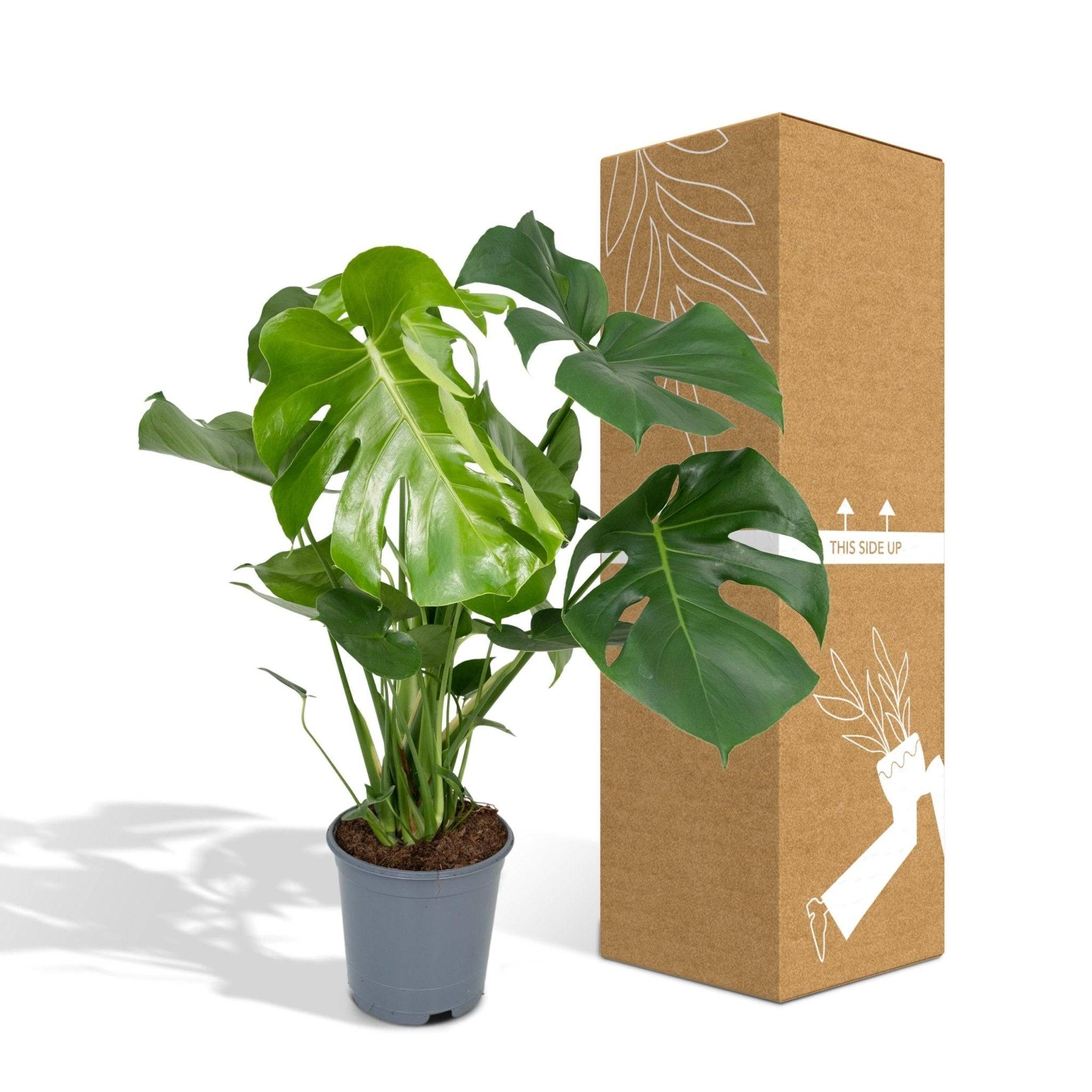 Monstera Deliciosa 65cm - Plante d'intérieur- La Green Touch - Image 5