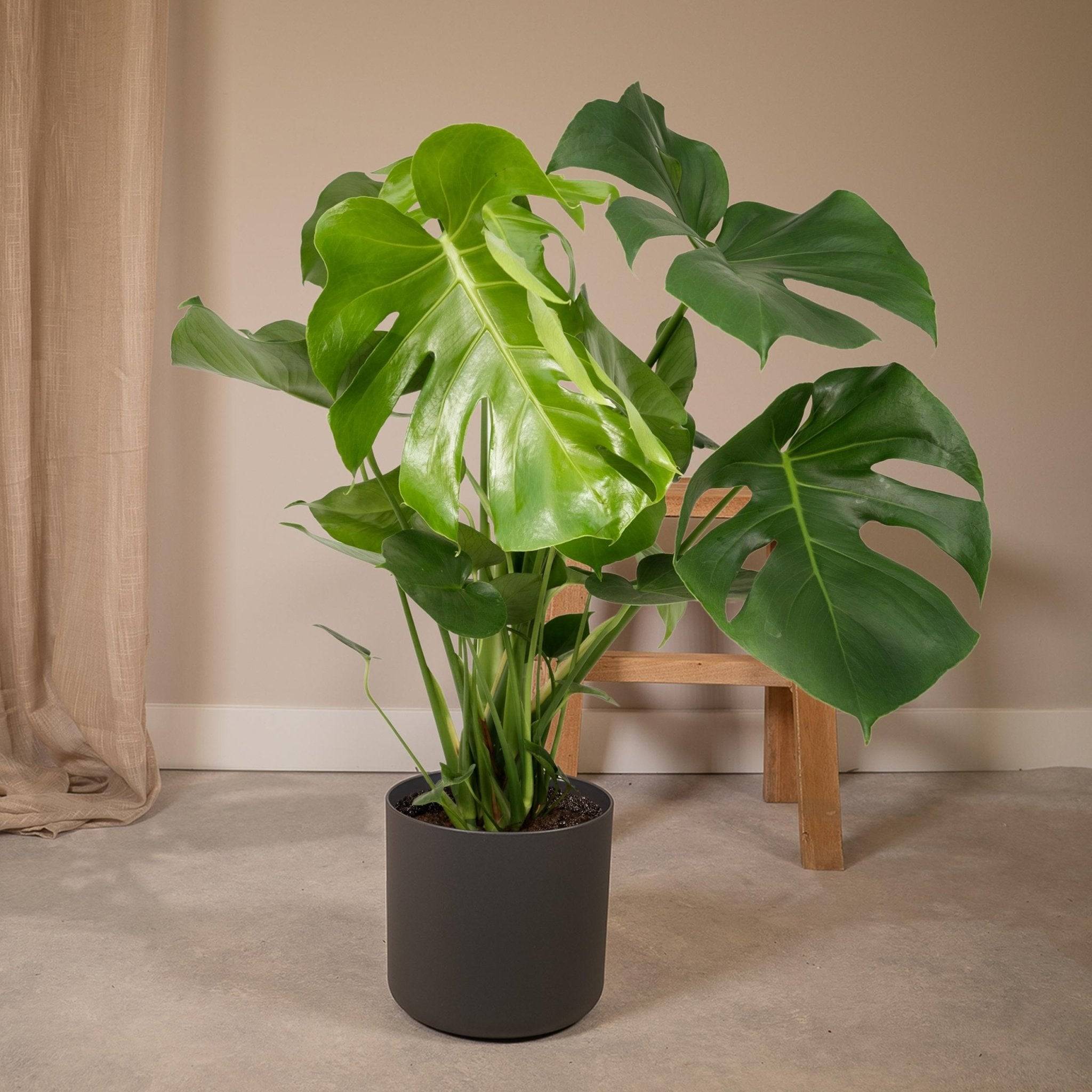 Monstera Deliciosa 65cm - Plante d'intérieur- La Green Touch - Image 2