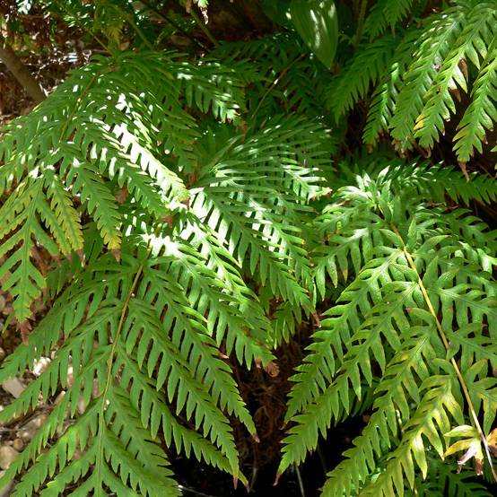Woodwardia fimbriata - Fougère Godet de 8/9 cm