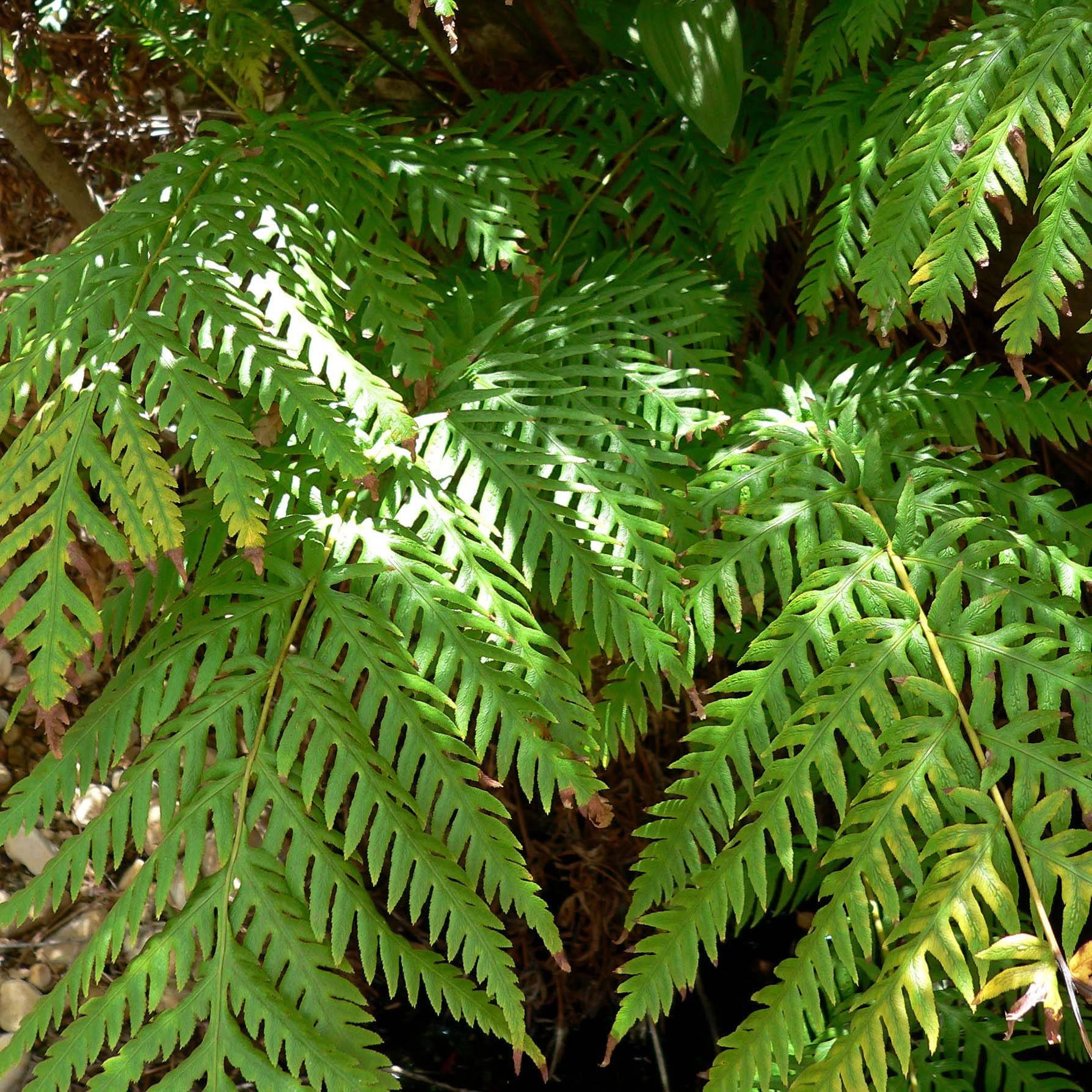 Woodwardia fimbriata - Fougère  Godet de 8/9 cm