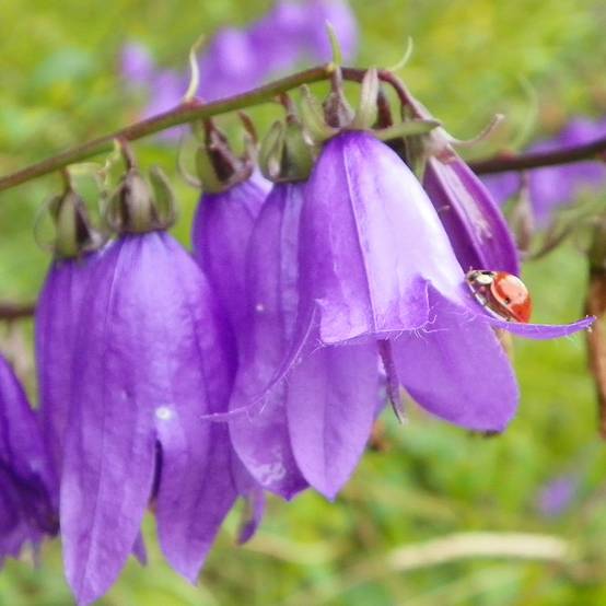 Campanula trachelium - Campanule gantelée Godet de 8/9 cm
