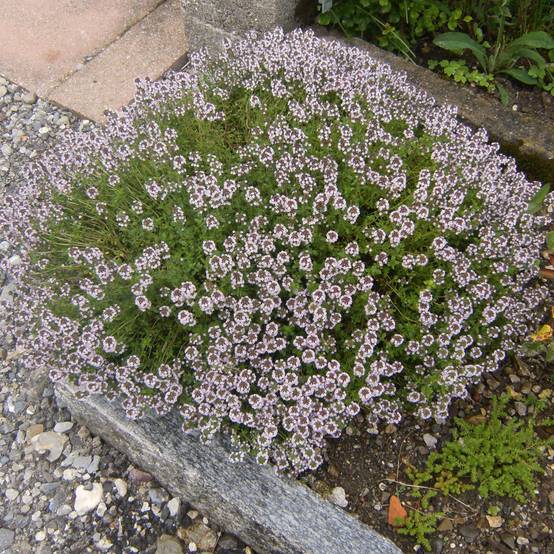 Thym d'hiver, Thymus vulgaris Compactus Godet de 8/9 cm