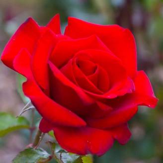 Rosier 'Grimpant Le Grand Huit' ® (Rosa 'Le Grand Huit' ®) - Conteneur 3L - Pépinières Naudet