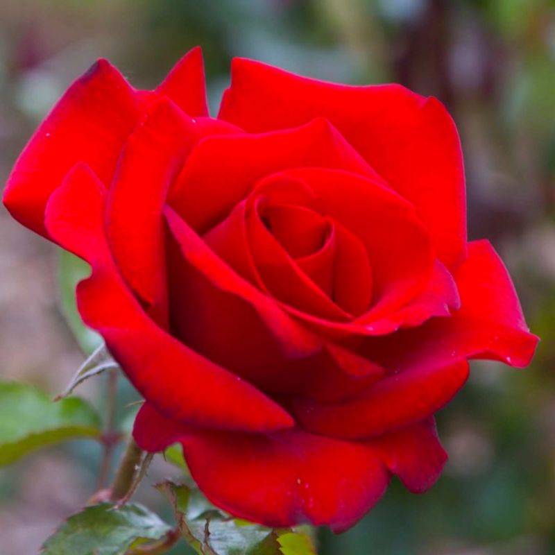 Rosier 'Grimpant Le Grand Huit' ® (Rosa 'Le Grand Huit' ®) - Conteneur 3L - Pépinières Naudet