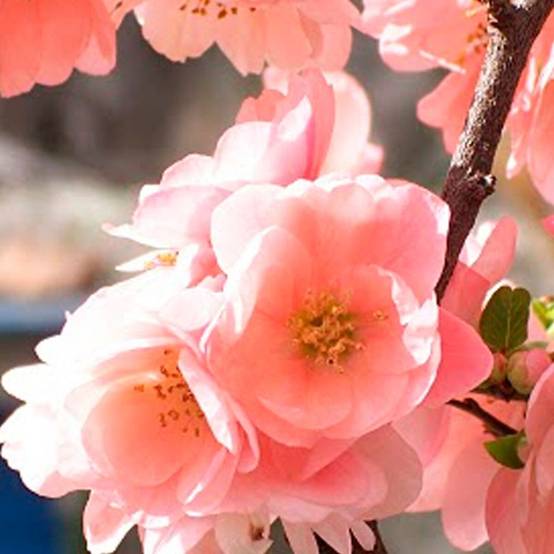 Cognassier du Japon Falconnet charlet, Chaenomeles à fleurs Rose - feuillage Caduc - Pot de 3L - 20/40 cm- hauteur à maturité De 3,00 m à 5,00 m - Image 1
