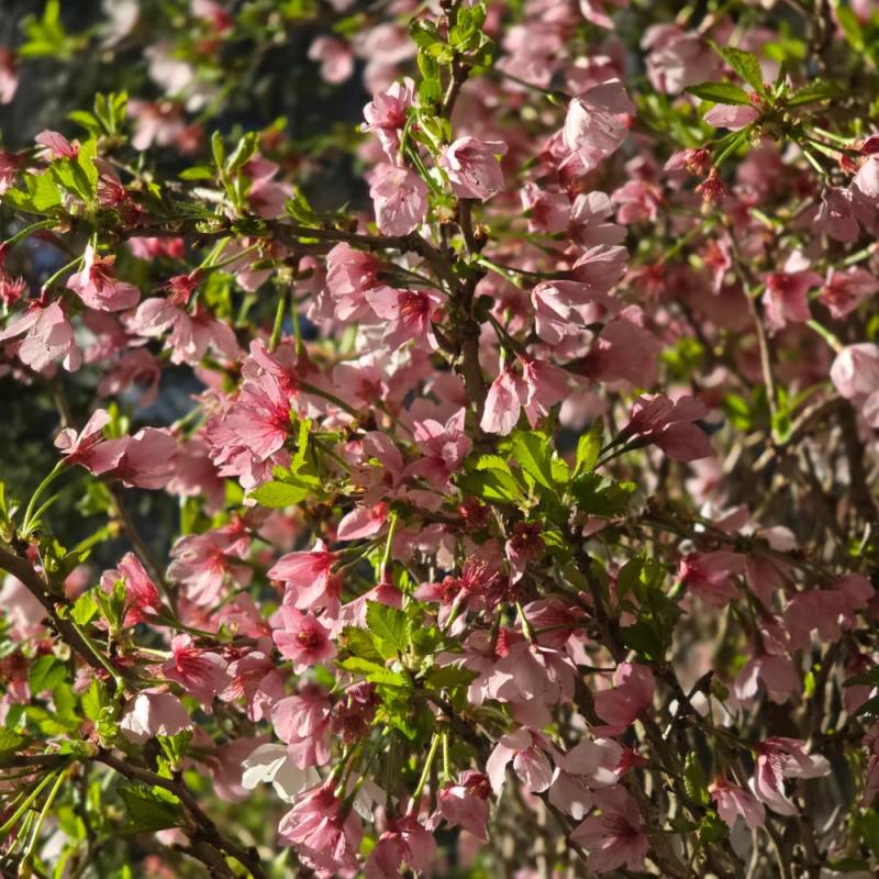 Cerisier du Japon Nain Kojo No Mai, Cerisier à fleurs à fleurs Rose/Blanche - feuillage Caduc - Pot de 4L - 40/60 cm - Image 8