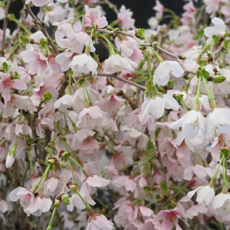 Cerisier du Japon Nain Kojo No Mai, Cerisier à fleurs à fleurs Rose/Blanche - feuillage Caduc - Pot de 4L - 40/60 cm - Image 4