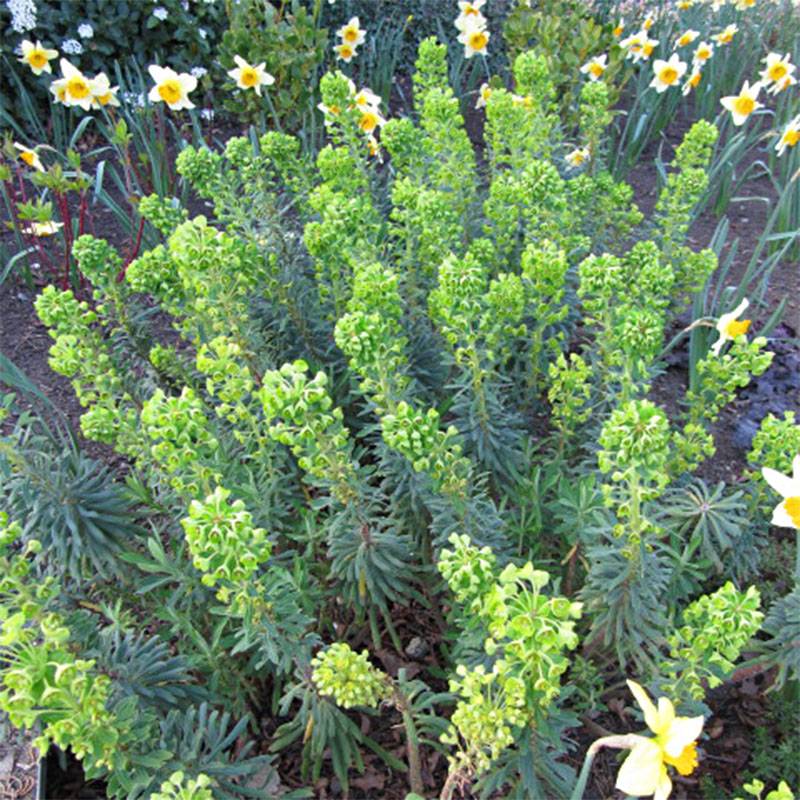 Promesse de Fleurs - Euphorbe characias Humpty Dumpty Godet de 8/9 cm