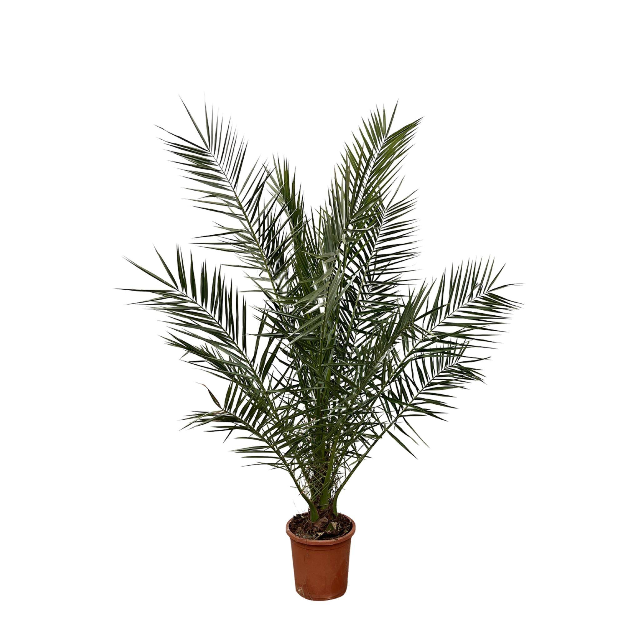 La Green Touch - Phoenix Canariensis - D27 H170cm