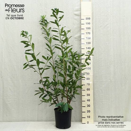 Promesse de Fleurs - Laurier cerise - Prunus laurocerasus Caucasica - Laurier Palme - Laurier du Caucase Pot de 12L/15L - Image 2