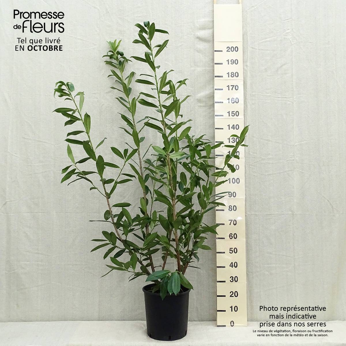 Promesse de Fleurs - Laurier cerise -  Prunus laurocerasus Caucasica - Laurier Palme - Laurier du Caucase Pot de 12L/15L - Image 2