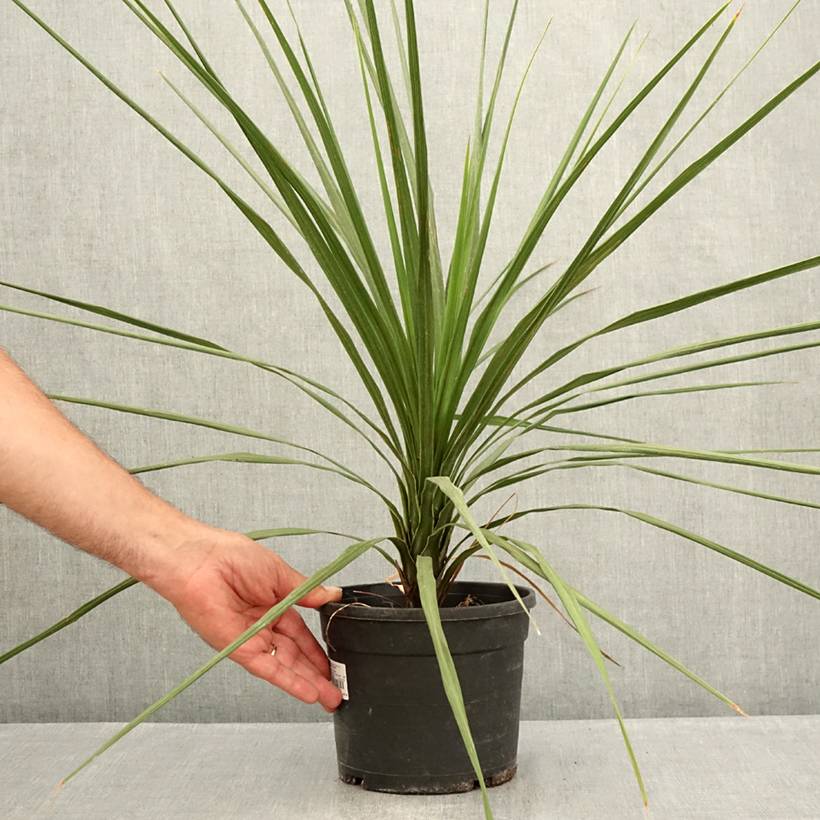 Cordyline indivisa Pot de 3L/4L - Image 2