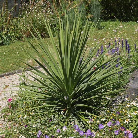 Cordyline indivisa Pot de 3L/4L - Image 1