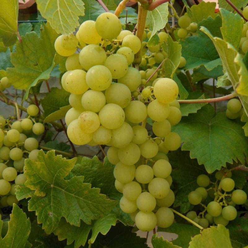 Vigne fraise Noah, Vigne de table - Pot de 3L - Echelle bambou 60/120 cm - Image 5